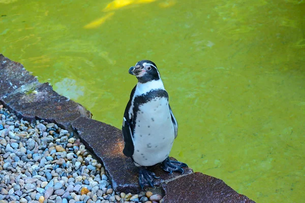 Penguin on the background of the pool — Stock Photo, Image
