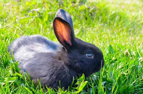 Pequeno coelho no fundo grama verde — Fotografia de Stock
