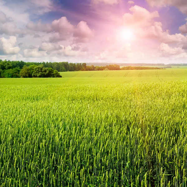 Campo de trigo y amanecer en el cielo azul — Foto de Stock