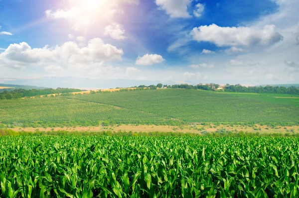 Campo de milho verde e céu azul — Fotografia de Stock