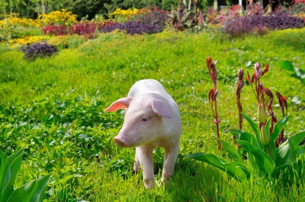 Cerdo sobre un fondo de hierba verde y flores —  Fotos de Stock