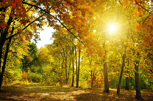 Herbstwald, gelbe Blätter und der Sonnenuntergang. — Stockfoto
