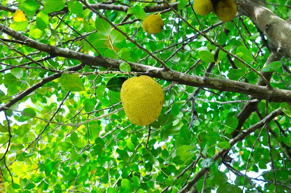 Frutti del pane su uno sfondo di foglie verdi — Foto Stock