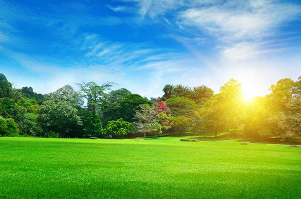 Summer park with beautiful green lawns — Stock Photo, Image