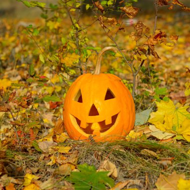 Kabak kafalı bir arka planda sonbahar yaprakları ve çim