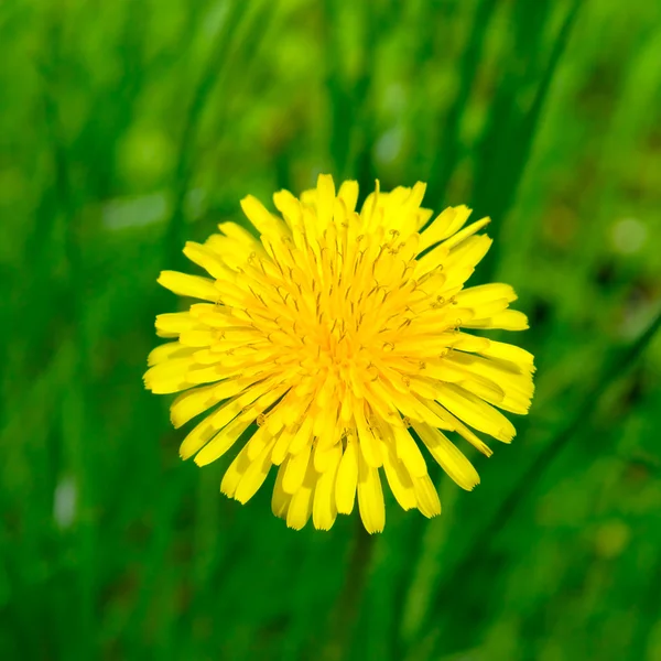 緑の草原に黄色のタンポポ — ストック写真