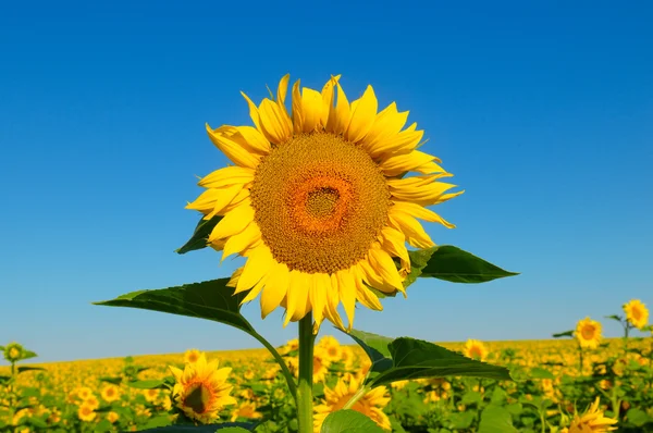 Solros blomma mot den blå himlen och ett blommande fält — Stockfoto