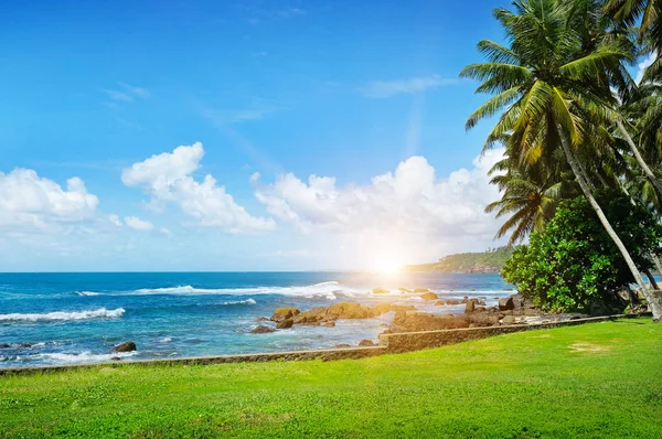 Oceán, tropické palmy na pláži, zelené trávy a slunce na cloud — Stock fotografie
