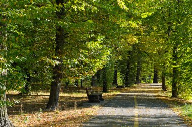 yumuşak güneş ışığı ile güzel sonbahar park