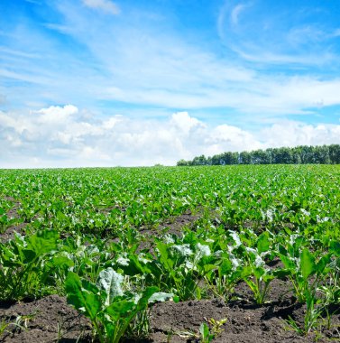 Yeşil pancar alan ve mavi gökyüzü