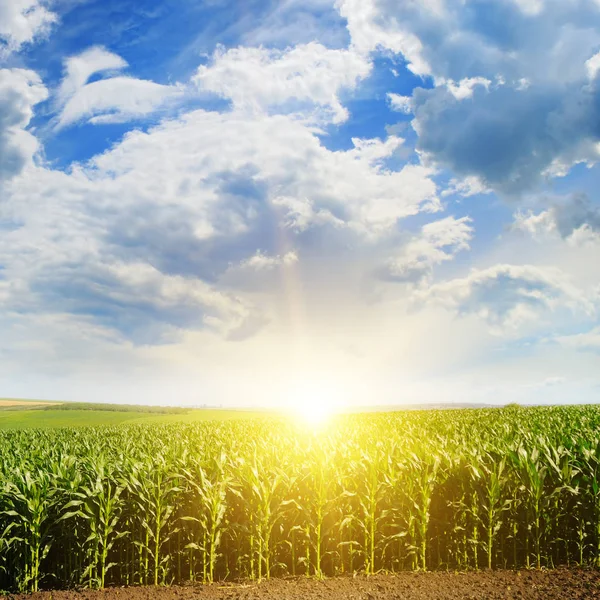 Campo verde con maíz. Cielo nublado azul. Salida del sol en el horizonte. — Foto de Stock