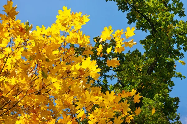 Branches d'arbres et feuilles jaunes d'automne contre le ciel bleu — Photo