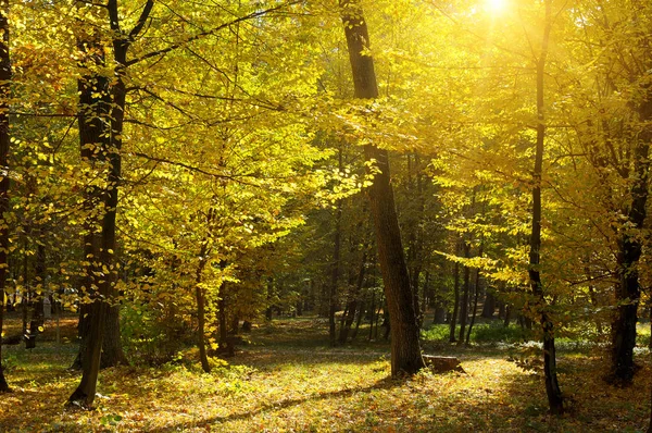 Autumn forest, yellow leaves and the sunset. — Stock Photo, Image