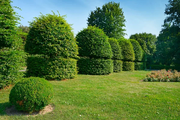 Siepi e arbusti ornamentali in un parco estivo . — Foto Stock