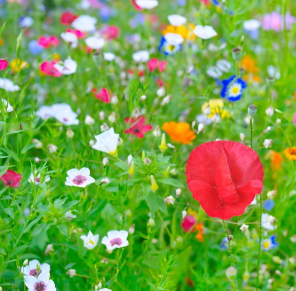 Fundo borrado natural de flores e ervas — Fotografia de Stock