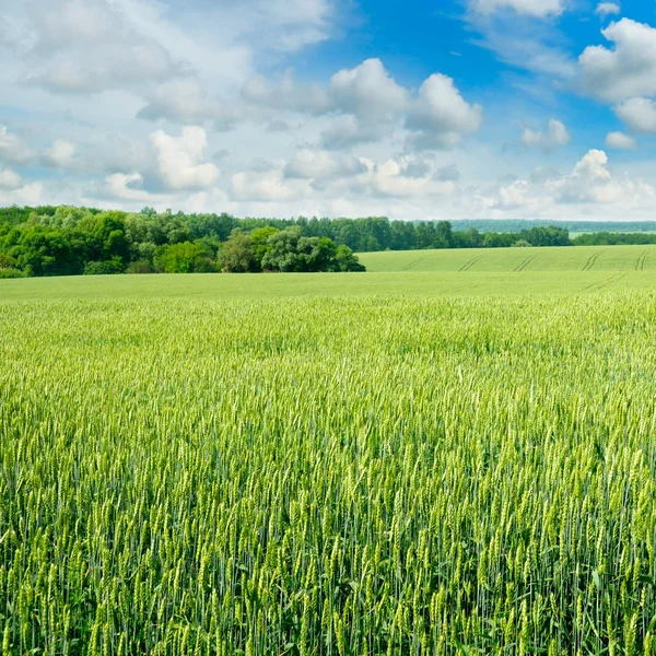 Campo e céu azul com nuvens de luz — Fotografia de Stock