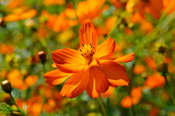 Pétalos de flor de corola brillante alrededor del pistilo y estambres . — Foto de Stock