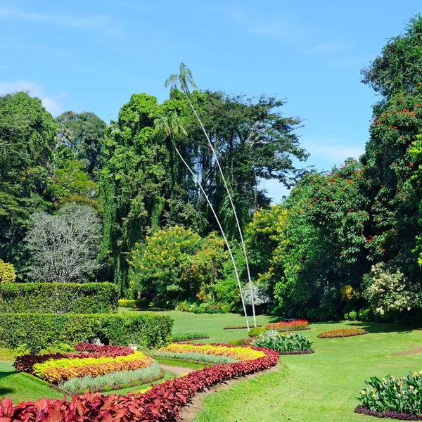 Magnífico parque tropical con macizos de flores, césped y árboles —  Fotos de Stock