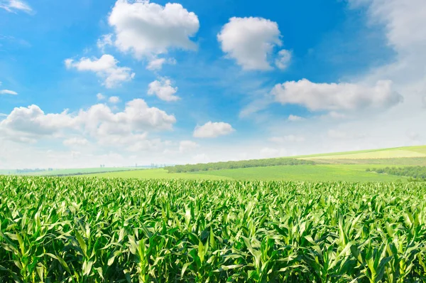 Yeşil mısır tarlası ve mavi gökyüzü — Stok fotoğraf