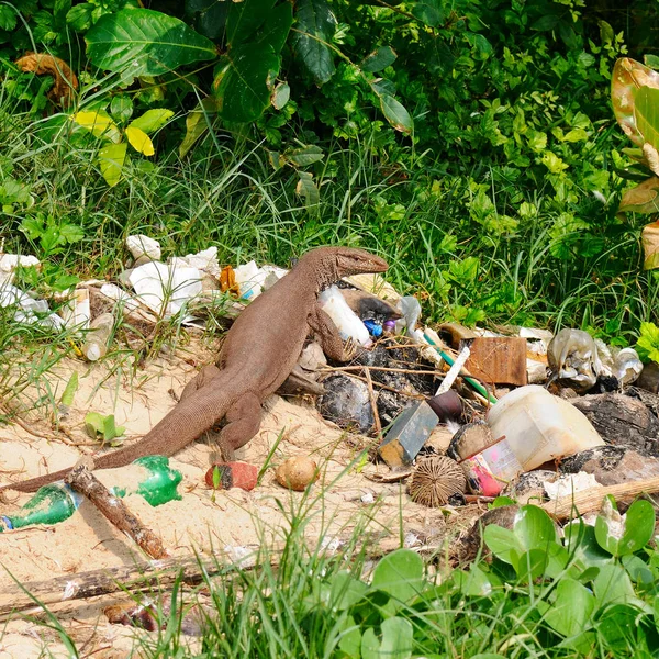 Lagarto gigante em um depósito de lixo — Fotografia de Stock