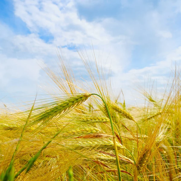 Field with ripe ears of wheat and blue cloudy sky — Stock Photo, Image