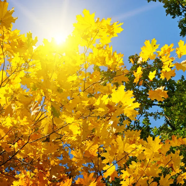 Ramas de árboles y hojas amarillas de otoño contra el cielo azul y — Foto de Stock