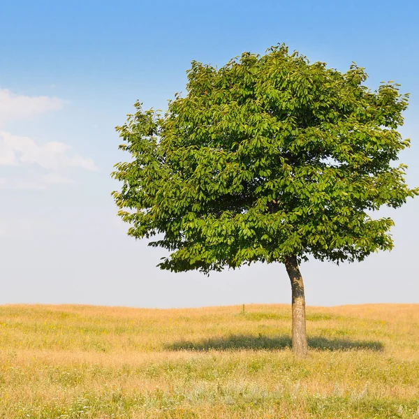 Лиственное дерево на лугу и голубое небо — стоковое фото