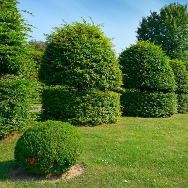 Hedges ve bir yaz parkta süs çalı.