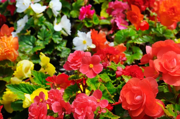 Luminoso sfondo di begonie in fiore. Concentrati sul primo piano . — Foto Stock