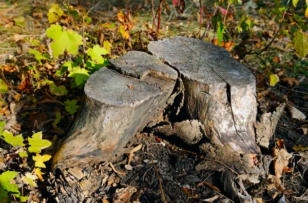 Old maple tree stump in the autumn forest — Stock Photo, Image