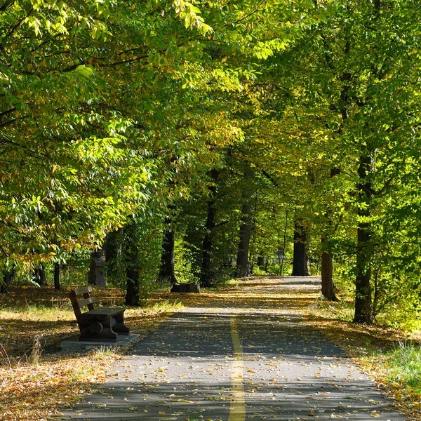 Schöner Herbstpark mit sanftem Sonnenlicht — Stockfoto