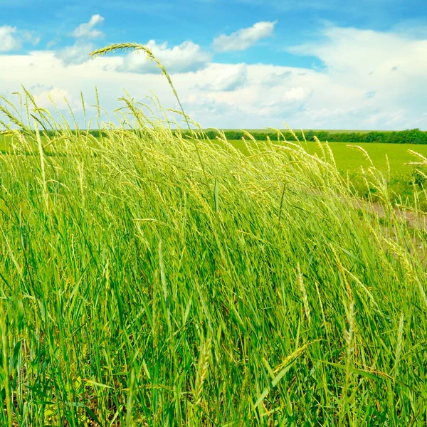 Green field and blue sky with light clouds — Stock Photo, Image