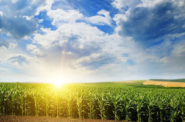 Campo verde con maíz. Cielo nublado azul. Salida del sol en el horizonte. —  Fotos de Stock