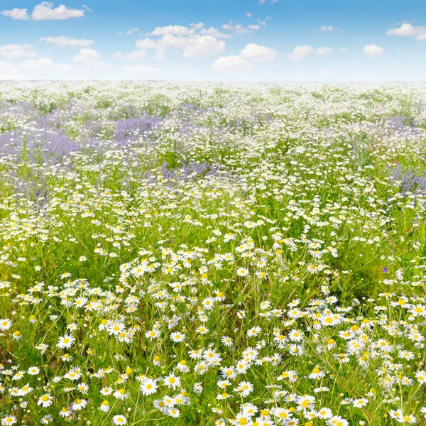 Feld mit Gänseblümchen und blauem Himmel, Fokus auf den Vordergrund. flache de — Stockfoto