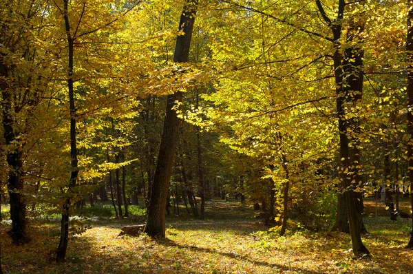 Bosque de otoño y hojas amarillas caídas — Foto de Stock