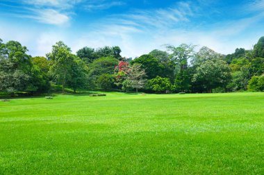 Park, yeşil çayır ve mavi gökyüzü