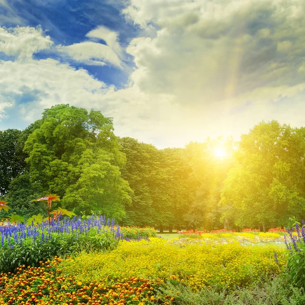 Summer park with beautiful flowerbeds — Stock Photo, Image