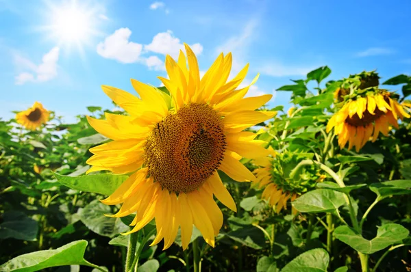 Kwiat słonecznika przeciw błękitne niebo i słońce — Zdjęcie stockowe