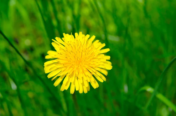 緑の草原に黄色のタンポポ — ストック写真