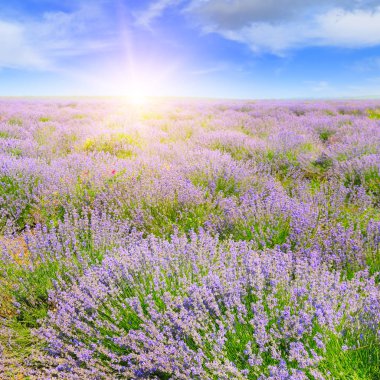 Çiçek açan lavanta ve gündoğumu