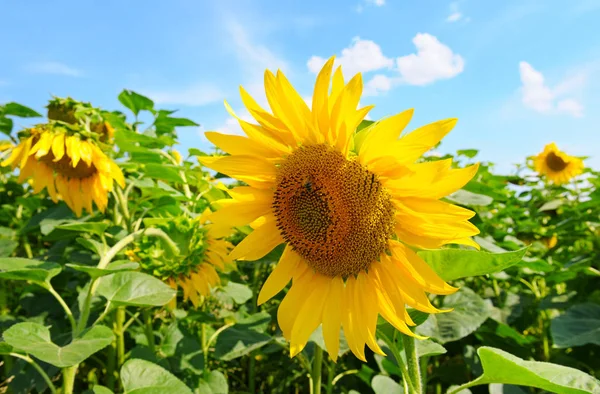 Solros blomma mot den blå himlen och ett blommande fält — Stockfoto