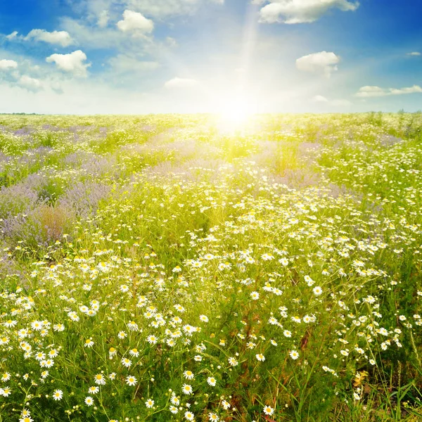 Feld mit Gänseblümchen und Sonne am blauen Himmel, Fokus auf Vordergrund — Stockfoto