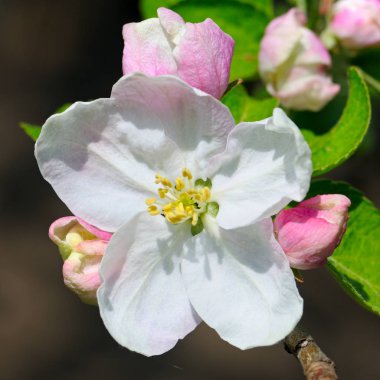 Çiçekler ve tomurcukları olan elma ağaçlarının koyu arka plan üzerinde. Odak bir