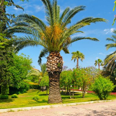 palmiye ağaçları ve çim tropikal Bahçe