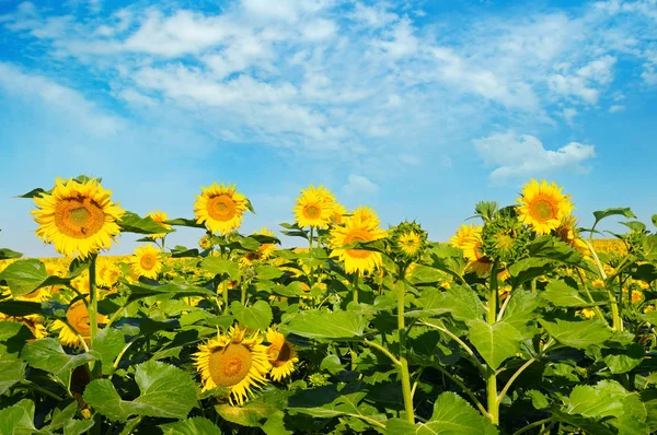 Kwiat słonecznika przeciw błękitne niebo i kwitnących pola — Zdjęcie stockowe