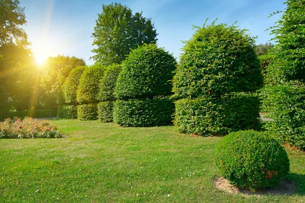 Setos y arbustos ornamentales en un parque de verano. Amanecer brillante en —  Fotos de Stock
