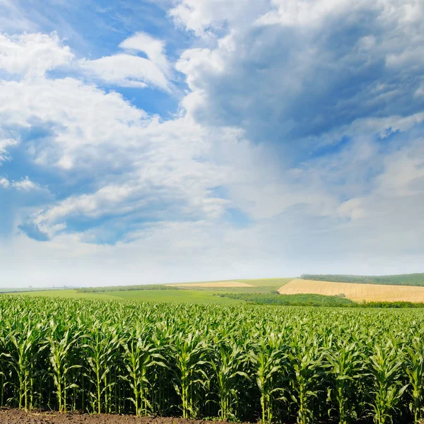 翠绿的玉米地和蓝天 — 图库照片