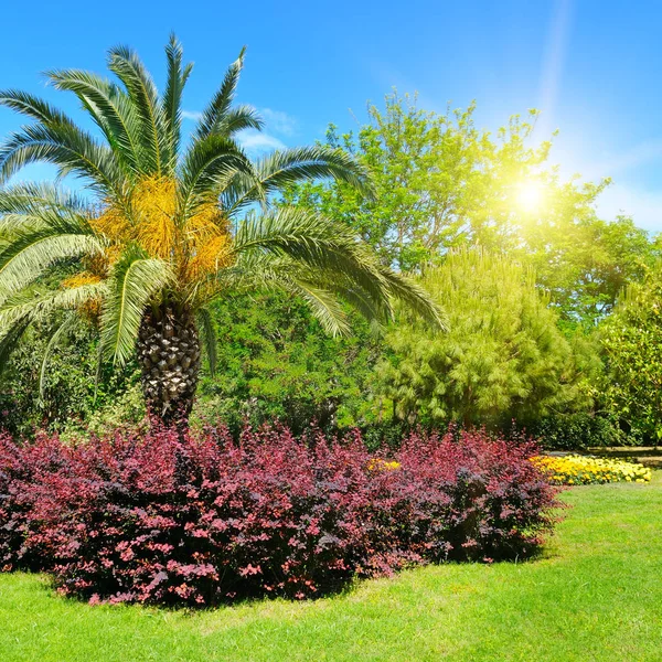 Sommerpark mit tropischen Palmen, Blumenbeeten und Rasenflächen. — Stockfoto