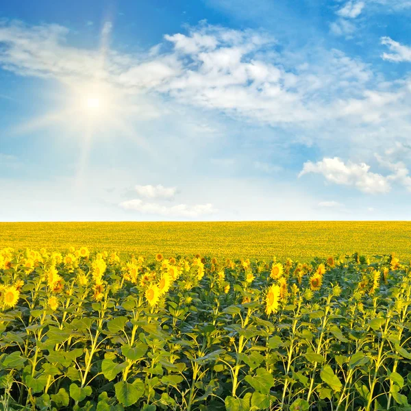 Zonnebloemen en zon op bewolkte hemel — Stockfoto