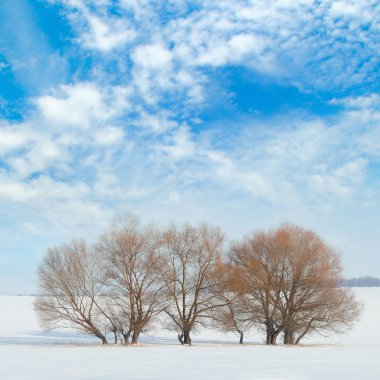 karla kaplı alan ve ağaçlarda kar mavi bir arka plan üzerinde